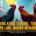 Mengenal Sabung Ayam SV388: Adu Strategi dan Peluang Menang