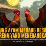 Mengenal Jenis-jenis Ayam Sabung Terpopuler di SV388