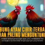 Mengupas Jenis Ayam Bangkok: Kunci Sabung Ayam Sakti