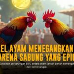 Membongkar Keunikan Ayam Bangkok dalam Sabung Ayam SV388