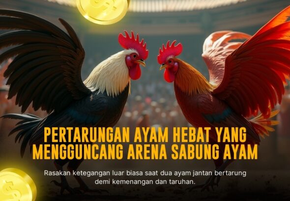 Mengenal Ayam Bangkok: Raja Sabung Ayam dan Odds Terbaik di SV388