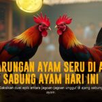 Mengenal Ayam Bangkok: Raja Sabung Ayam yang Patut Kamu Tahu