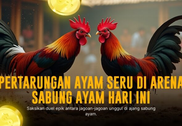 Mengenal Ayam Bangkok: Raja Sabung Ayam yang Patut Kamu Tahu
