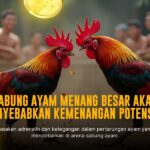 Jenis Ayam Bangkok: Raja Sabung Ayam dengan Keunggulan Nyata